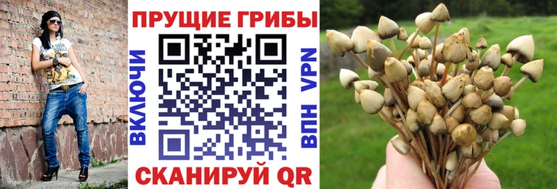Галлюциногенные грибы Cubensis  Боровичи 