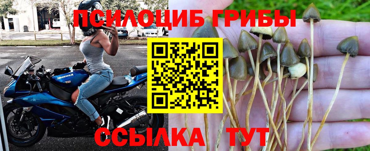 сколько стоит  Боровичи  Галлюциногенные грибы MAGIC MUSHROOMS  Галлюциногенные грибы мицелий 